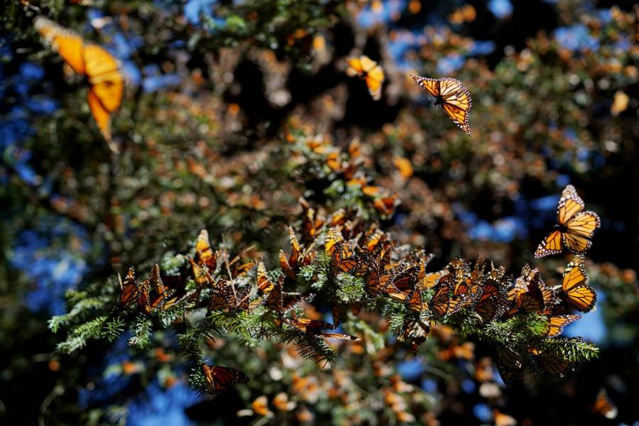 Geovanna Bañuelos pide redoblar esfuerzos para la conservación de la mariposa monarca