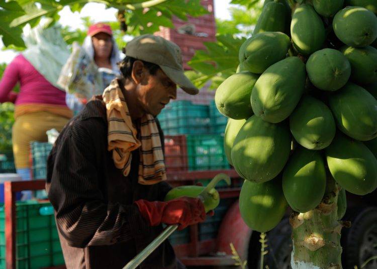 Crecen producción y exportaciones mexicanas de papaya