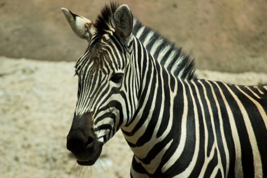 Sedema lament&oacute; muerte de “Puga” la cebra del Zool&oacute;gico de Arag&oacute;n