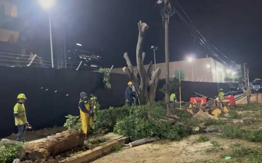Morena CDMX llama “hipócritas” a PAN capitalino tras protestar por derribo de árboles en MH