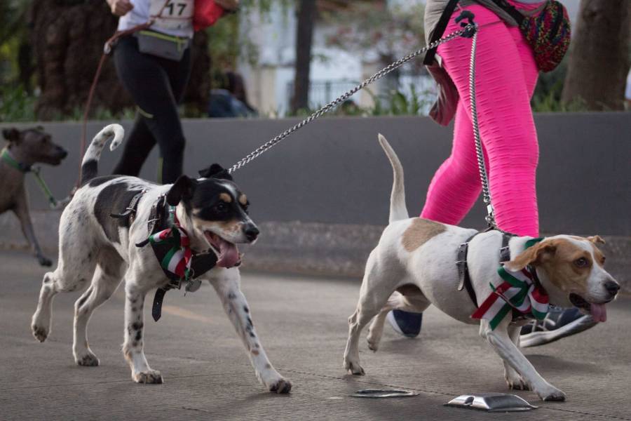 Participa con tu perrito en la “Carrera Perrona” que se realizará en San Luis Potosí