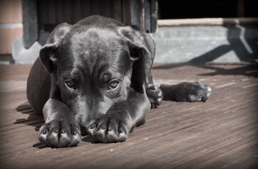 Ante los fuegos artificiales, tranquiliza a tus perritos con estas técnicas