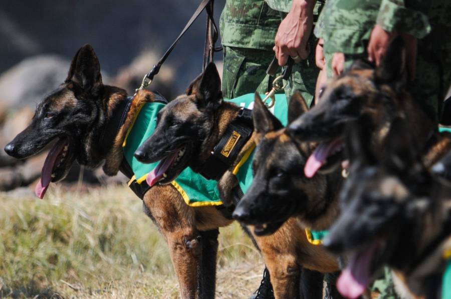 En Guanajuato, Guardia Nacional localiza cajas con aparente marihuana empaquetada al alto vacío