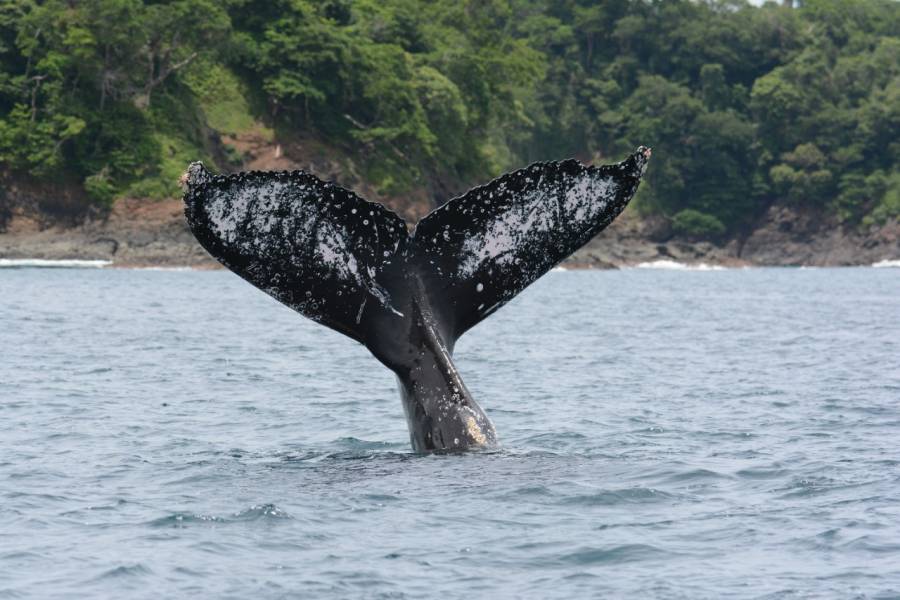 Islas secas inundará tu espíritu viajero y sostenible