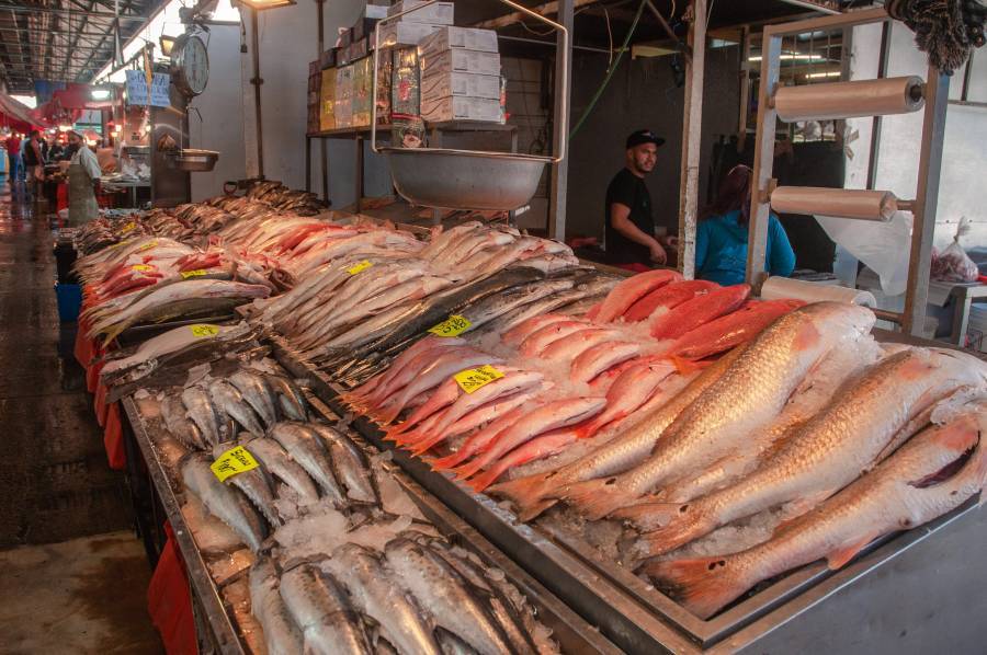 Consumo de pescados y mariscos de producción sustentable reduce sobreproducción: Comepesca