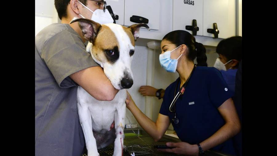 Mantener la vacunación de perros contra la rabia para reducir la circulación de este virus