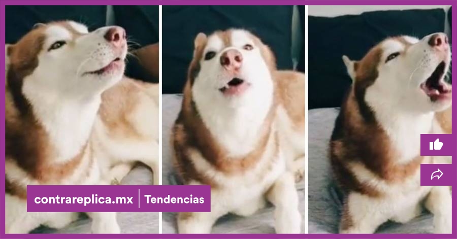 Huski Ringo Rimer Él es Ringo el Husky que es tendencia en TikTok, por imitar la alarma ...