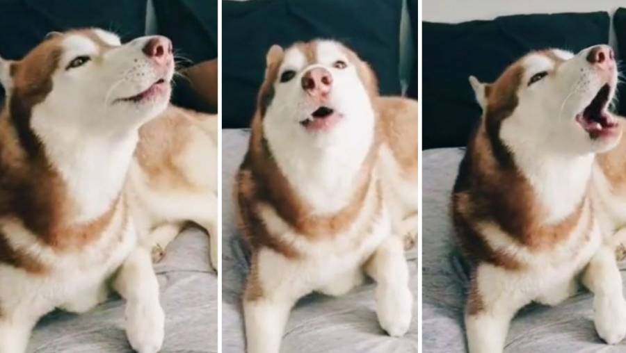 Él es Ringo el Husky que es tendencia en TikTok, por imitar la alarma sísmica de CDMX