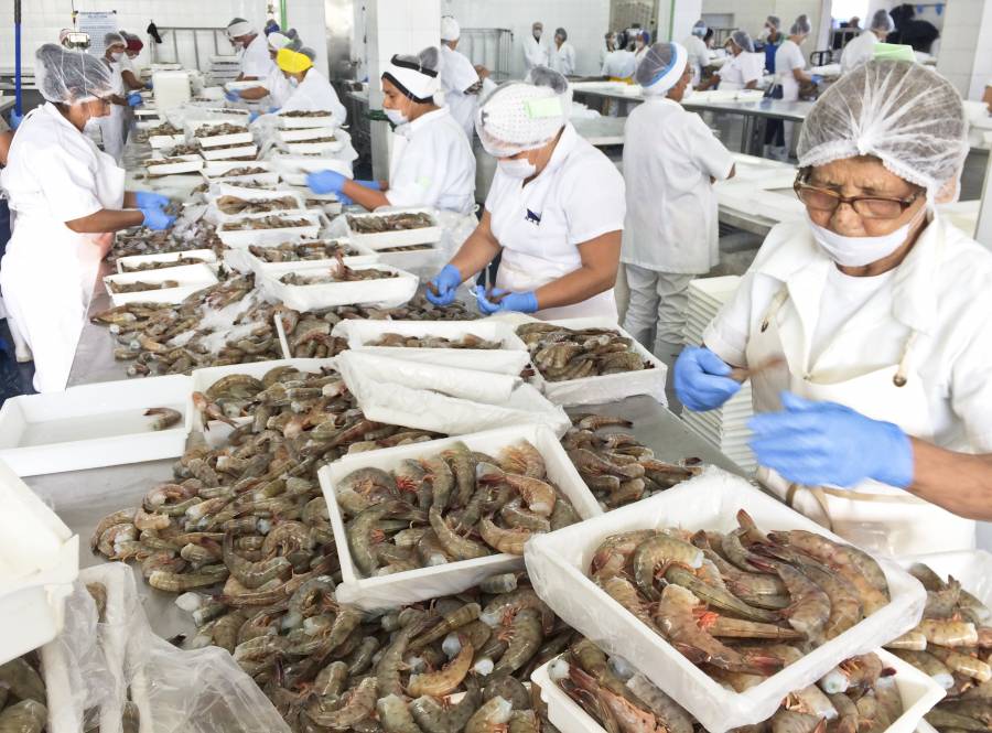 Agricultura levanta veda de camarón en el Golfo de México y mar Caribe