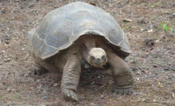 Condenan a un año de cárcel a tres personas por traficar tortugas e iguanas de Galápagos