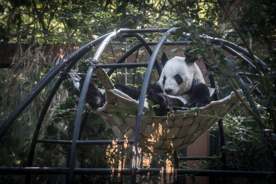 ¿Quieres participar? Lanzan convocatoria para crear logo por los 100 años del Zoológico de Chapultepec