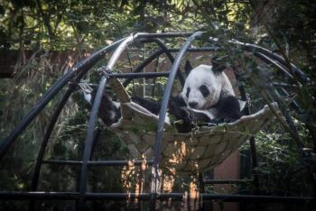 ¿Quieres participar? Lanzan convocatoria para crear logo por los 100 a&ntilde;os del Zool&oacute;gico de Chapultepec