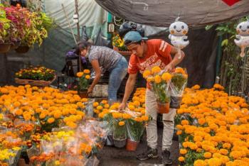 Aumenta producción de flor de cempasúchil en temporada 2022 de Día de Muertos