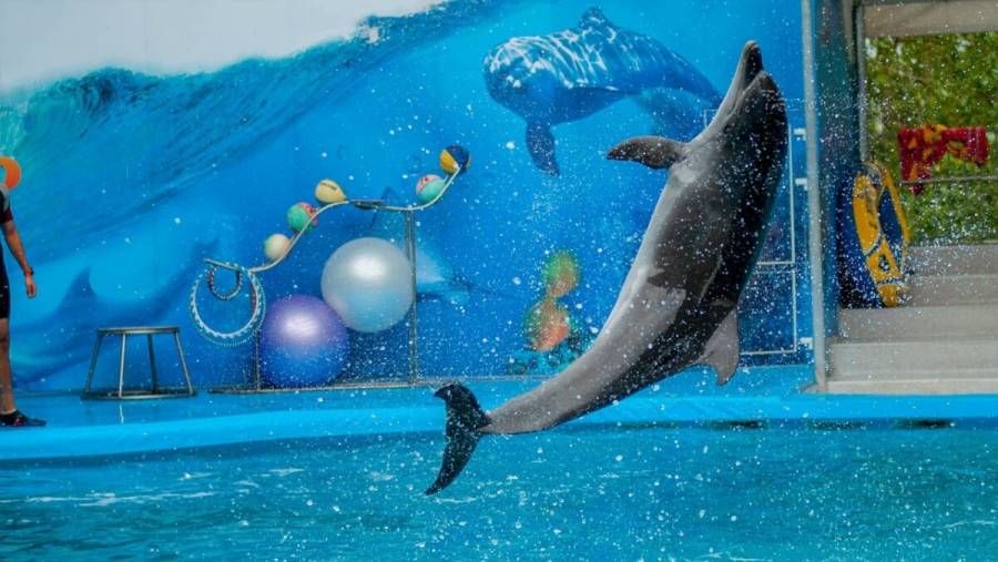 Prohíben explotación de mamíferos marinos