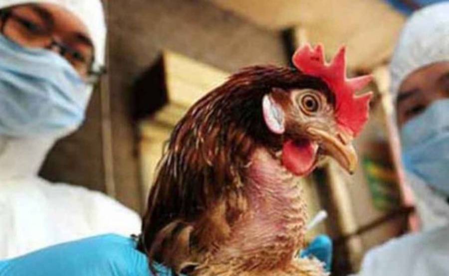 Agricultura convoca a proteger al país de la influenza aviar AH5N1