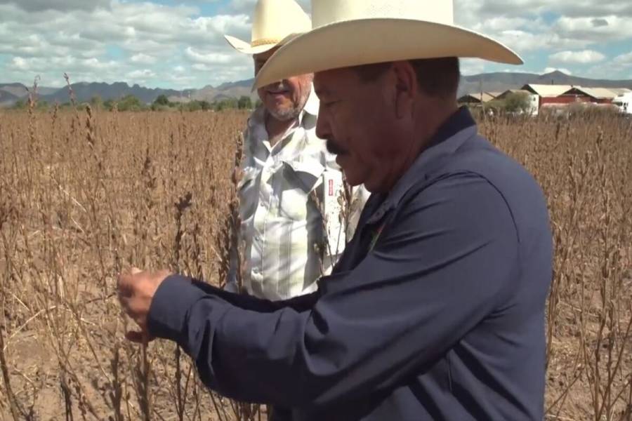 Refuerza Agricultura apoyos agropecuarios y pesqueros a pueblos yaquis