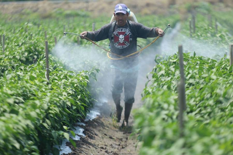 Agricultura cumple decreto presidencial para sustituir gradualmente el glifosato