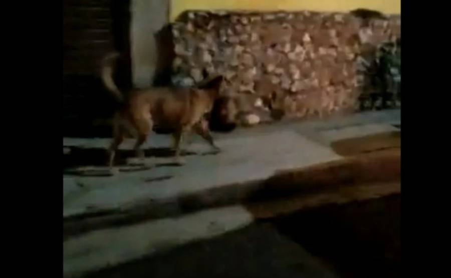 En Zacatecas, captan a un perro con una cabeza humana en el hocico