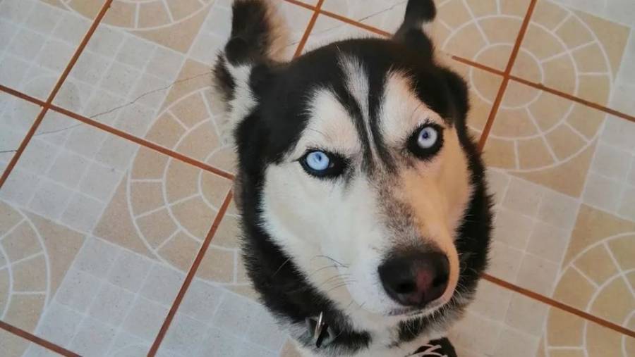 Denuncian negligencia médica por fallecimiento de Zeus, un husky siberiano