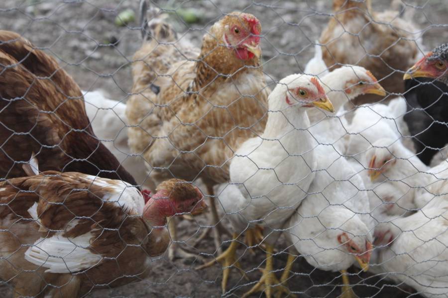 Detectan gripe aviar en granja comercial de Nuevo Le&oacute;n