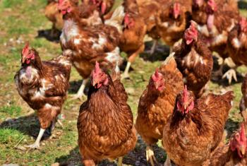 Inglaterra impone el confinamiento de las aves por la gripe aviar