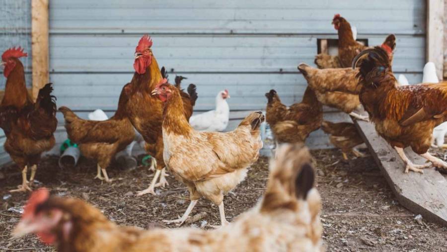 Así acciona el Pollo y el huevo contaminados con H5N1 en el humano