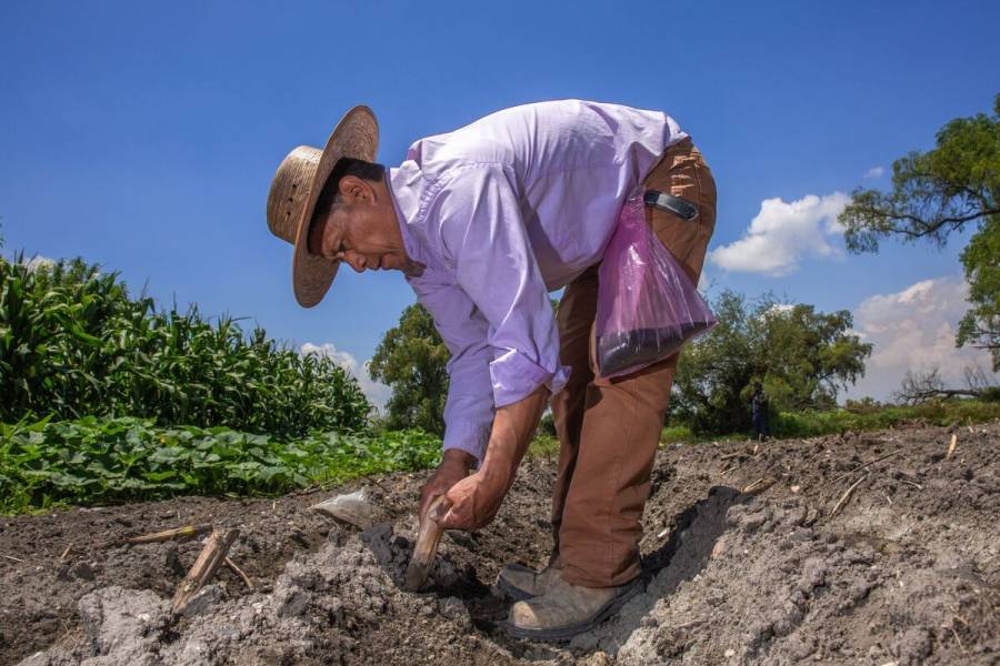 Agricultura, Gruma, CIMMYT e INIFAP impulsan autosuficiencia alimentaria de maíz en Tamaulipas