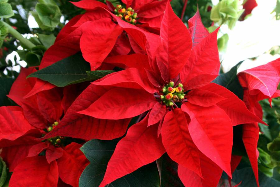 Alistan productores cosecha de flor de Nochebuena para las fiestas decembrinas