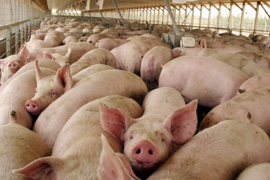 Agricultura e industria porcina afinan estrategia de regionalización zoosanitaria