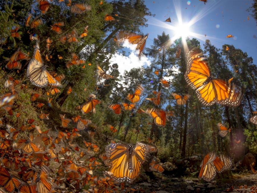 Santuarios de la Mariposa Monarca en Michoacán listos para recibir a sus visitantes