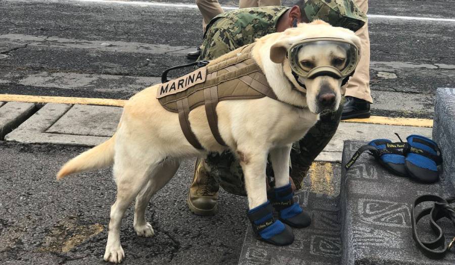 Fallece Frida, la perrita rescatista del sismo de 2017