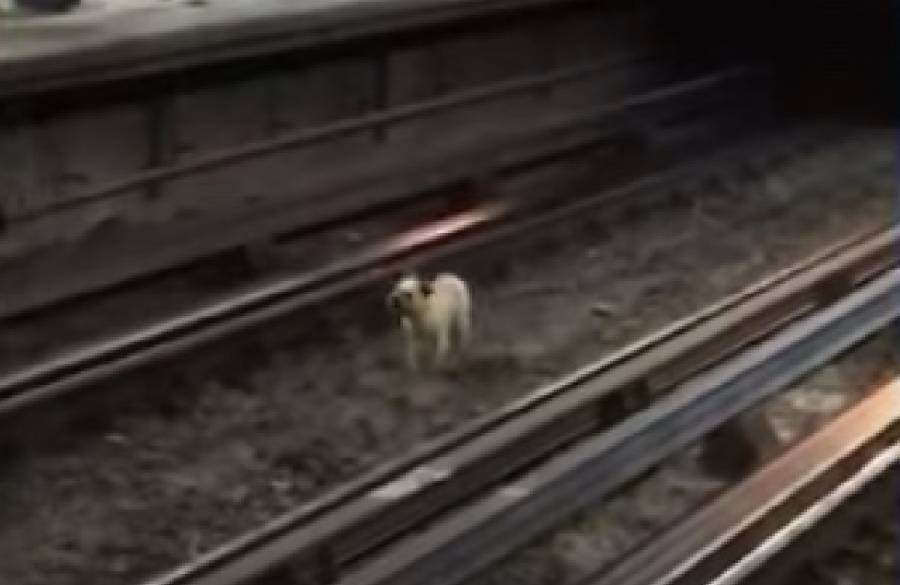Perrito corre para no ser arrollado por un tren del Metro de la Línea B