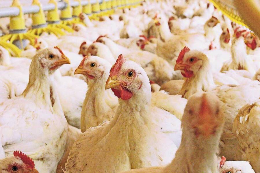 Cierran filas Agricultura y avicultores contra propagaci&oacute;n de la influenza aviar AH5N1
