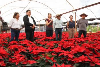 Sheinbaum anuncia temporada de Flor de Nochebuena en Xochimilco, invita a adquirir este bello producto