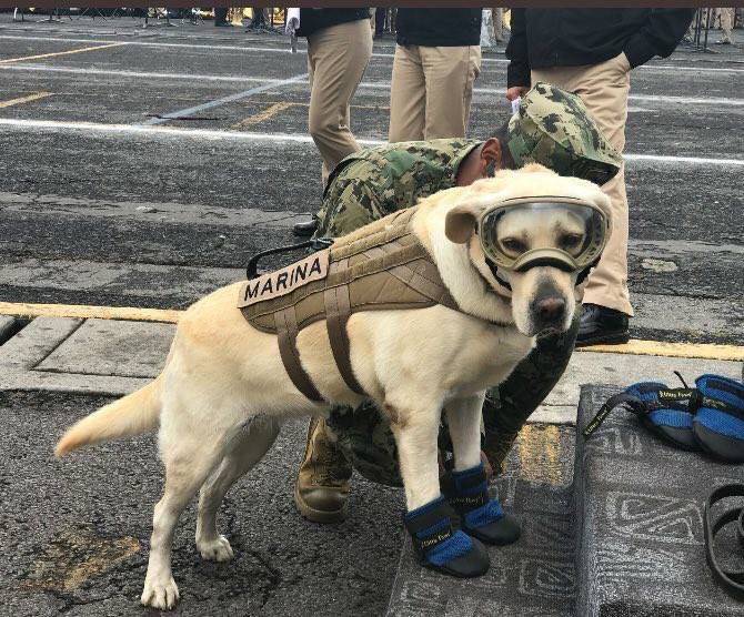 Rinden homenaje a perrita Frida en desfile por 20 de noviembre; familias mexicanas disfrutan