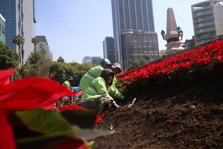 Decora SOBSE camellones de la Red Vial Primaria de la Ciudad de México con miles de nochebuenas