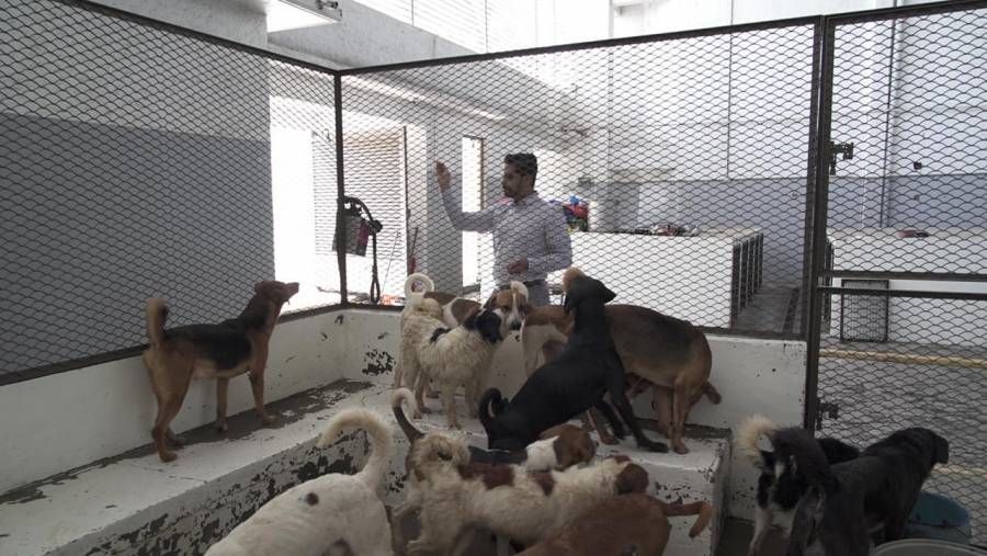 Buscan hogar para más de 80 perros en Neza