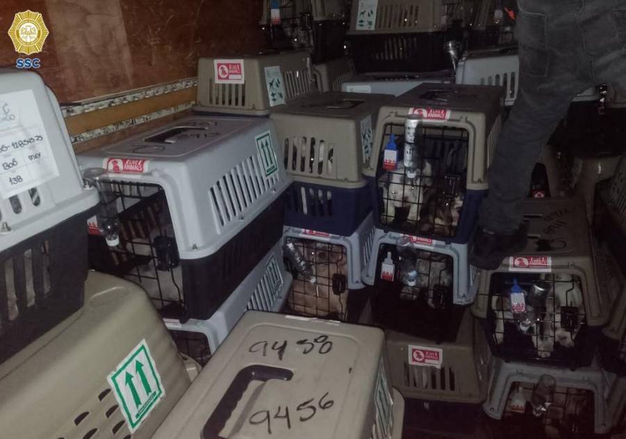 SSC recuperan camión robado con más de 200 perros en la CDMX