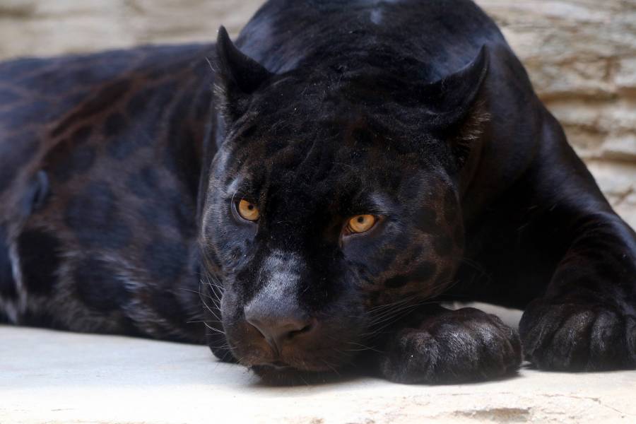 Buscan felino con características de una pantera en la Col. Tacuba