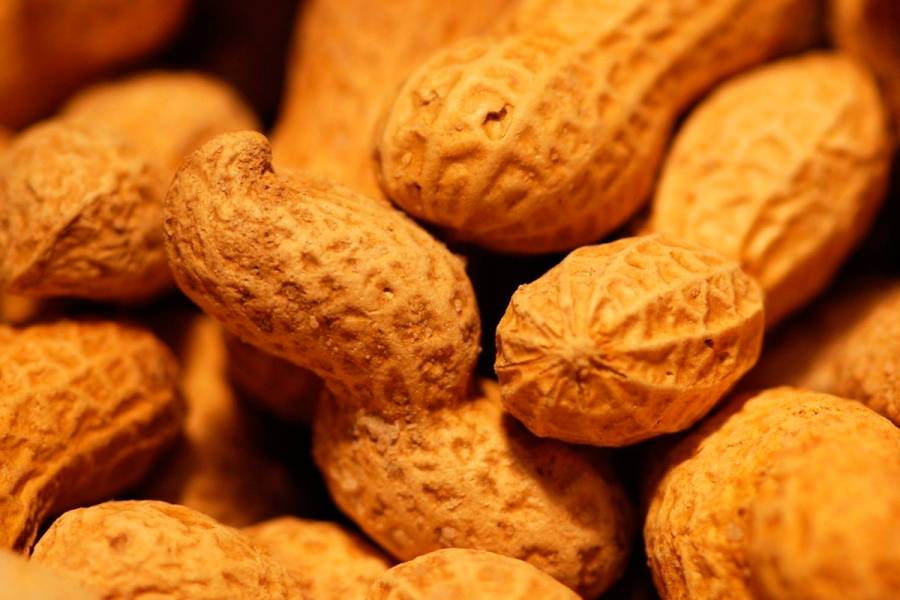Listos, producci&oacute;n y abasto de cacahuate para fiestas decembrinas