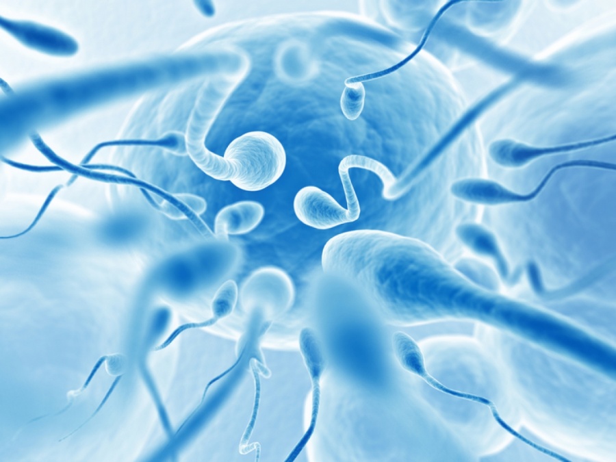 La concentración de espermatozoides en hombres ha disminuido
