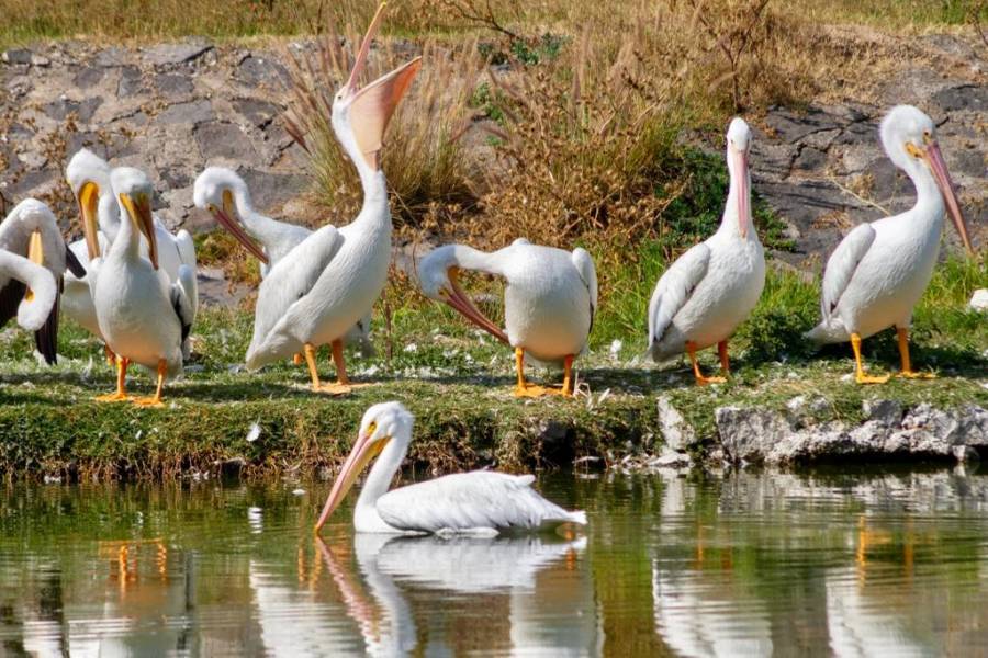 Llegaron pelícanos blancos americanos al Bosque de San Juan de Aragón