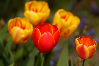 En los Pa&iacute;ses Bajos, los tulipanes crecen gracias al bitc&oacute;in