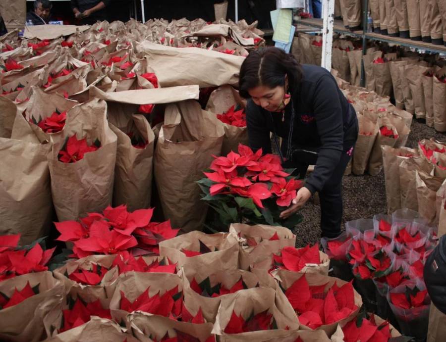 CORENADR te dice como adquirir flores de nochebuena a productores del suelo de conservación de CDMX