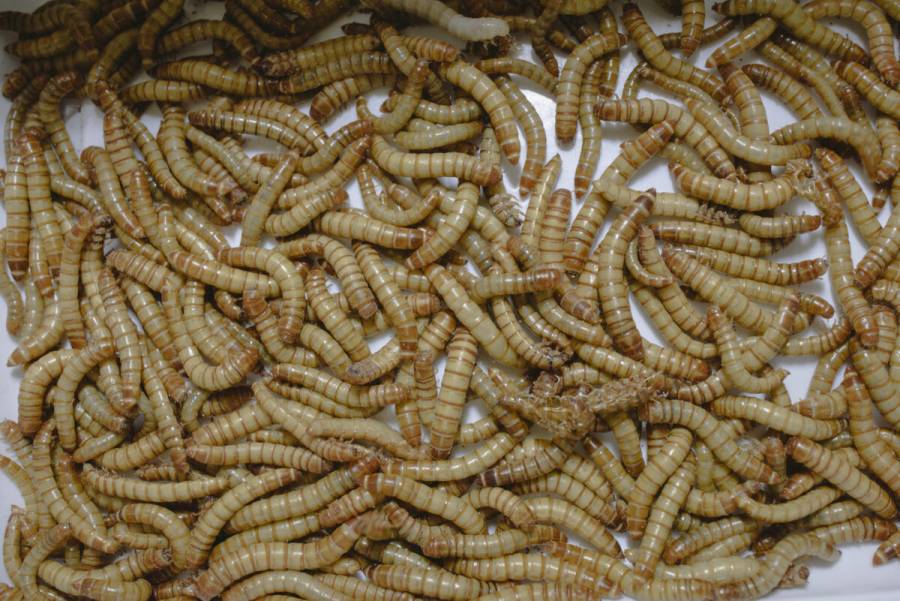 Empresa francesa de comida a base de insectos se instala en EEUU y México