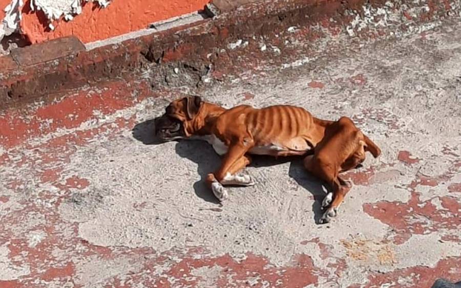Rescatan a perrito de una azotea de la CDMX