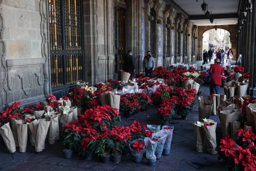 Inicia venta de nochebuena en el Zócalo capitalino