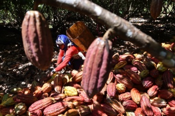 Toneladas de cacao colombiano despegan de una antigua pista del narco