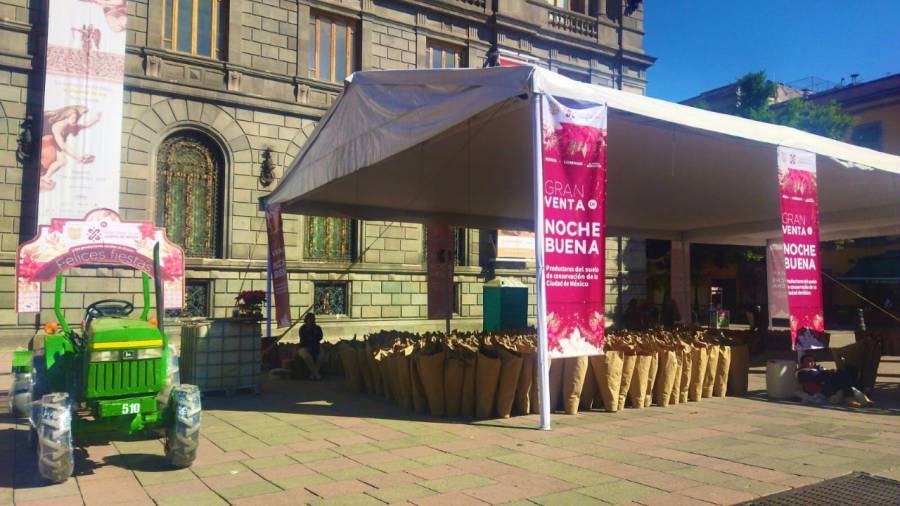SEDEMA extiende los puntos de venta de flor de nochebuena
