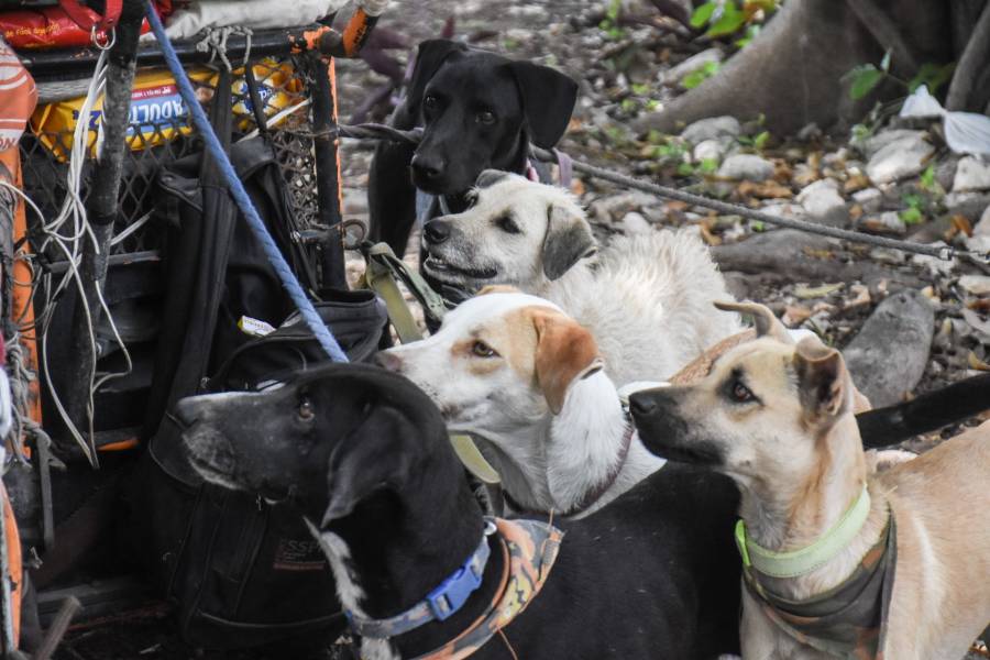 Analizan si mordida de perro causó deceso de niño de seis años en Miguel Hidalgo